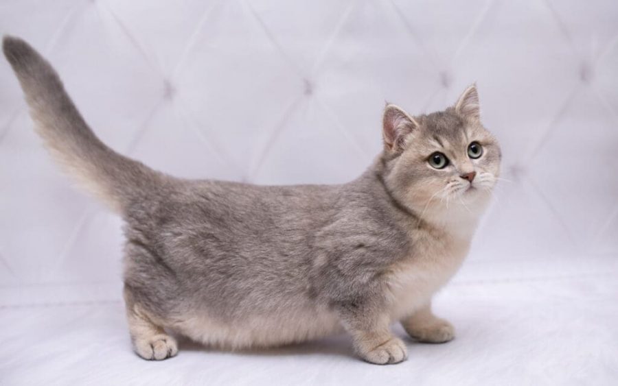 Kucing Munchkin