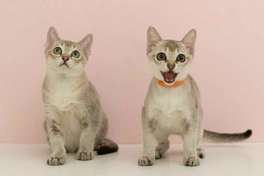 Kucing Singapura