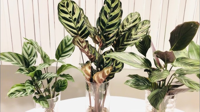 Menanam Calathea