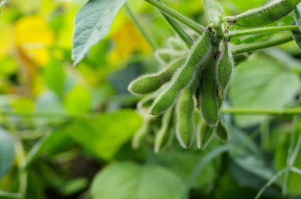 Menanam Edamame