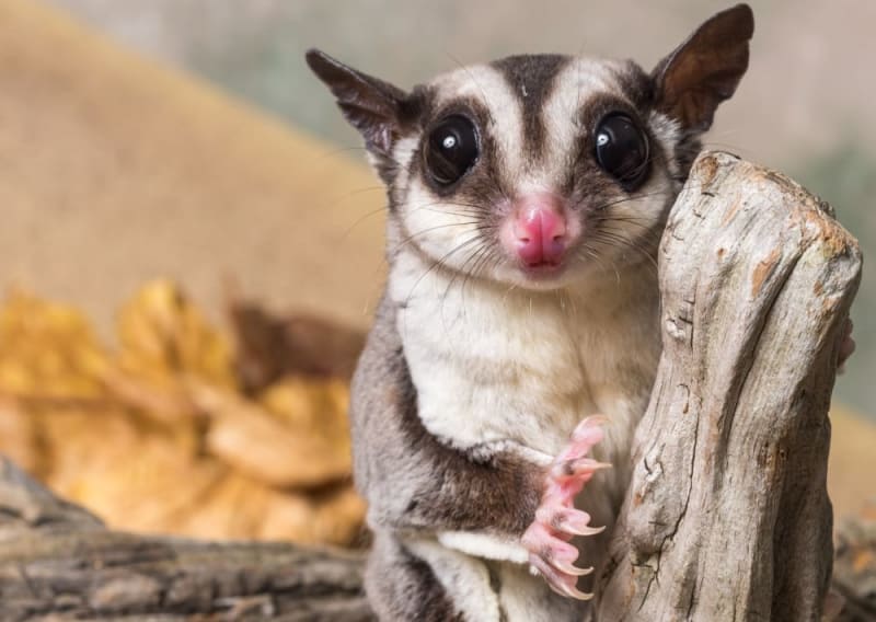 Merawat Sugar Glider