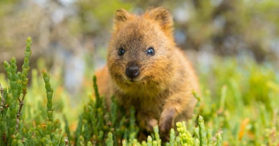 Quokka