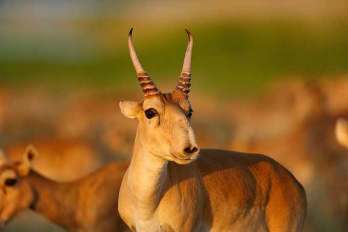 Saiga Antelope