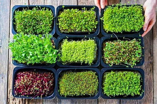 Sayuran Mikrogreens