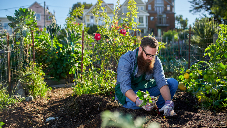 Urban Gardening