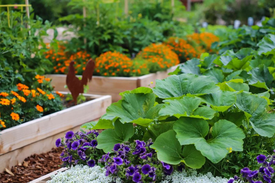 Berkebun Sayuran