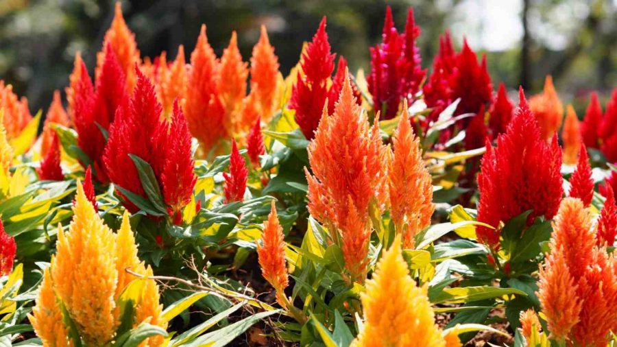 Bunga Celosia