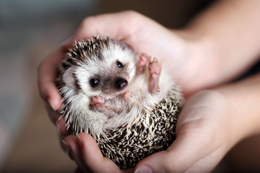 Fakta Hedgehog