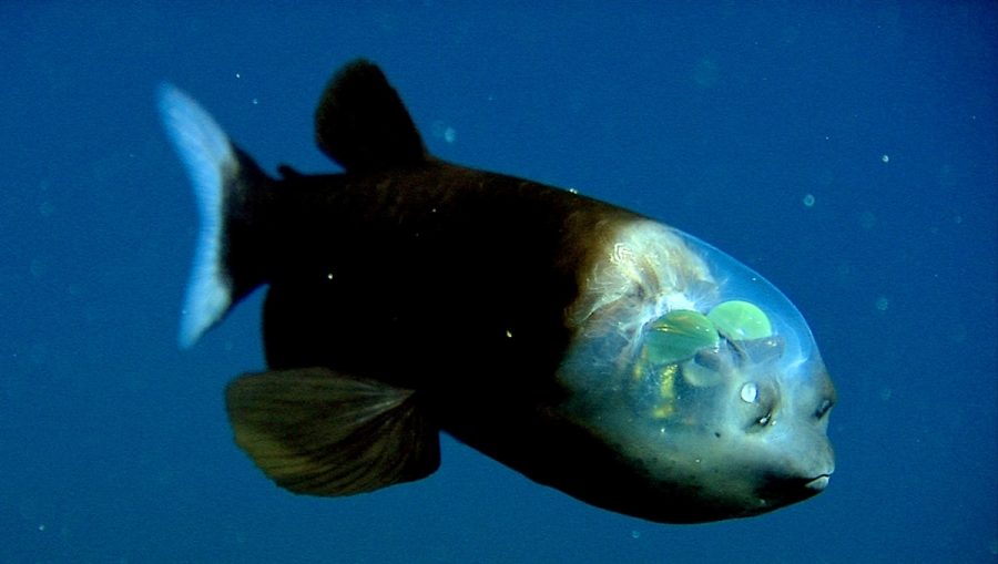 Ikan Barreleye