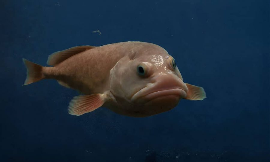 Ikan Blobfish