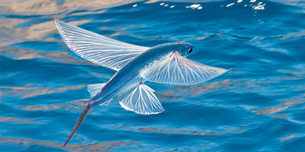 Ikan Flying Fish