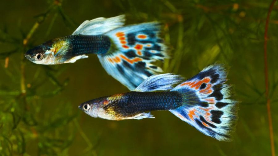 Ikan Goby Kecil