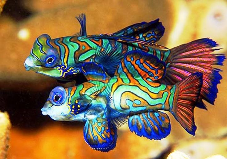 Ikan Mandarinfish
