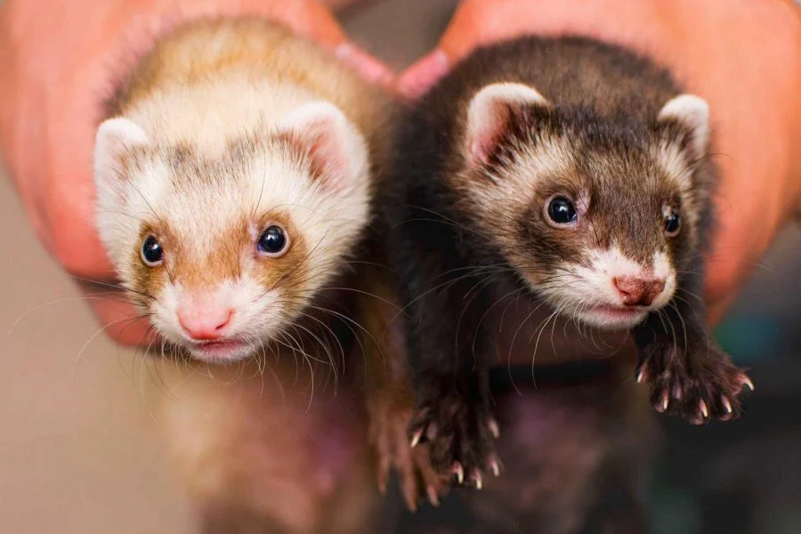 Jenis Ferret
