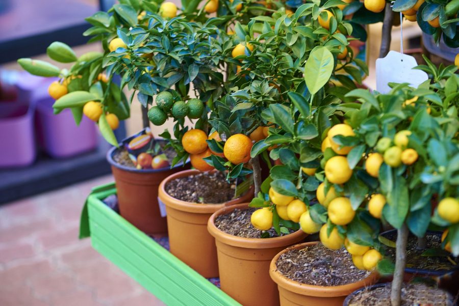 Kebun Buah Mini