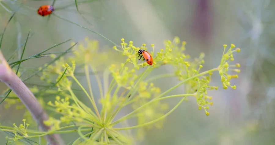 Teknik Mengatasi Serangan Hama