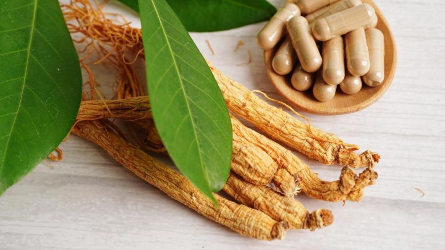 Menanam Daun Ginseng