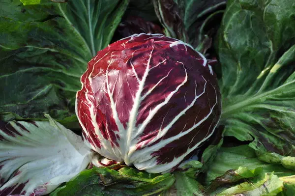 Menanam Radicchio