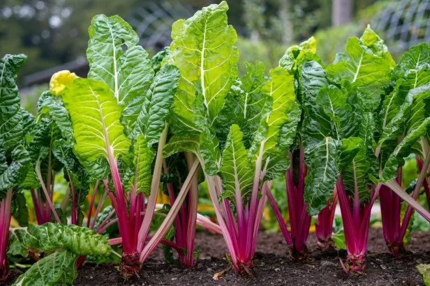 Menanam Swiss Chard