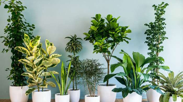 tanaman Indoor Rumah Pesisir