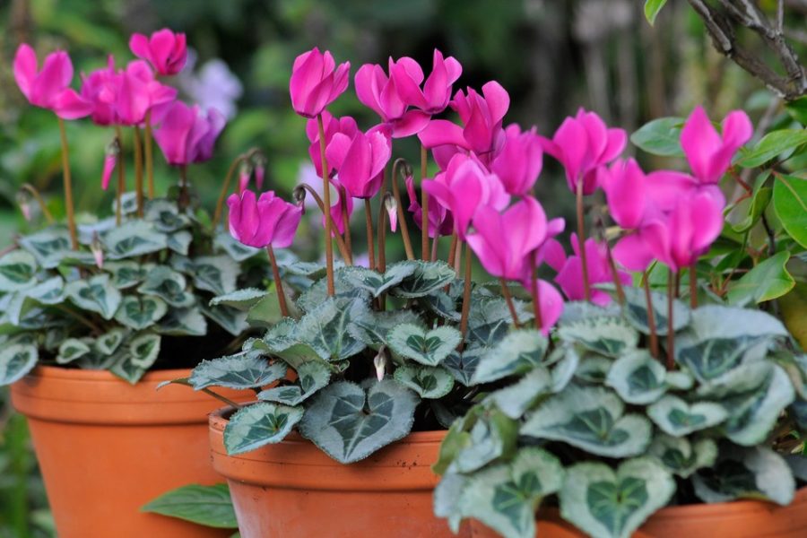 Menanam Cyclamen