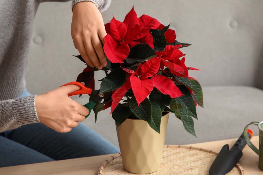 Merawat Poinsettia