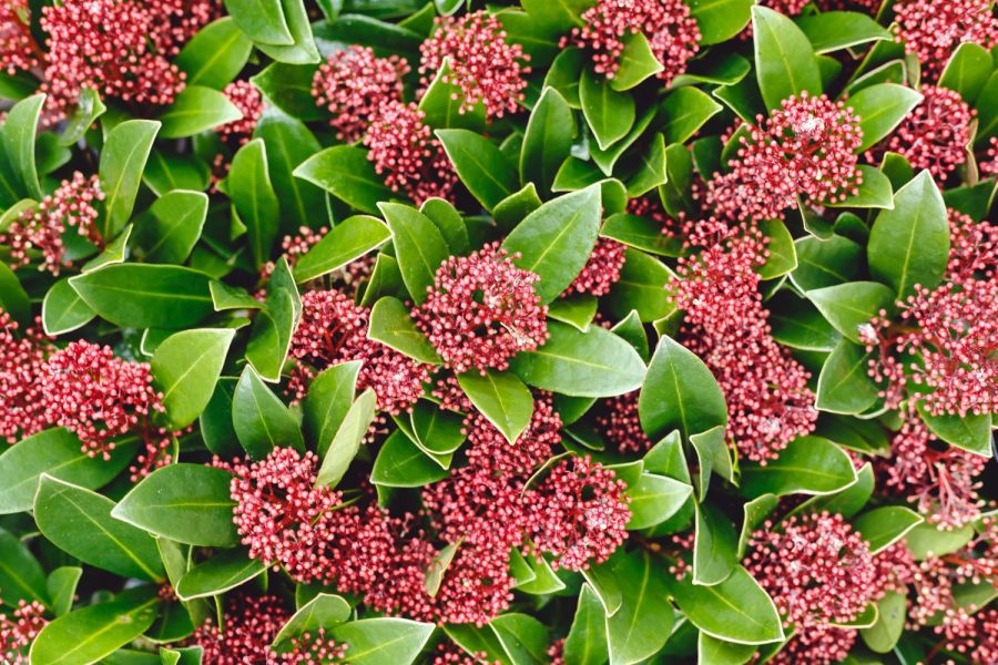 Skimmia Japonica