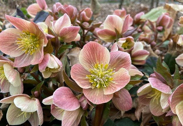Tanaman Hellebore