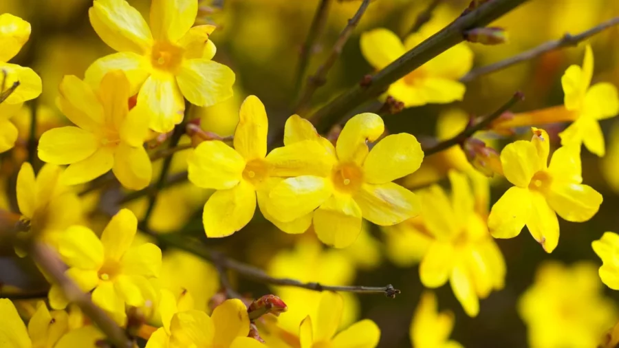 Tanaman Winter Jasmine