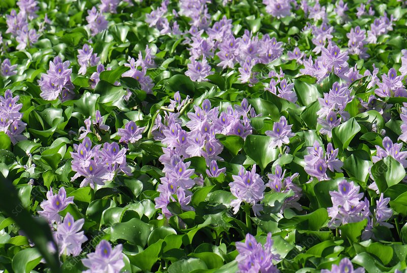Water Hyacinth