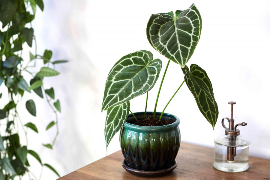 Anthurium Crystallinum