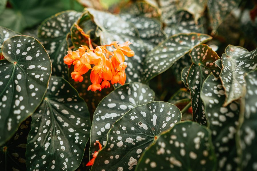 Begonia Maculata