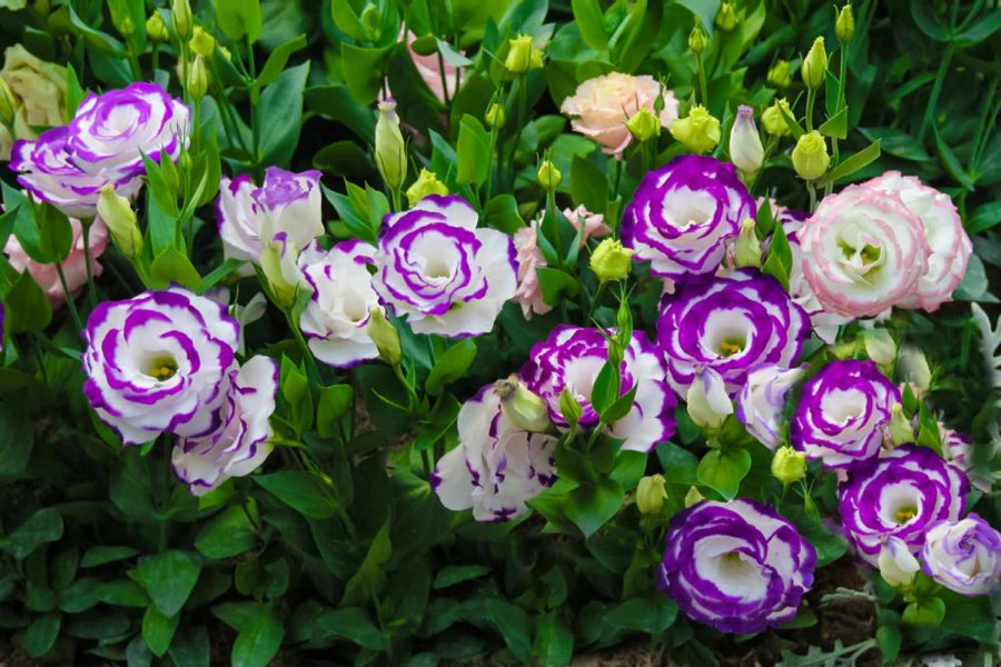Bunga Lisianthus