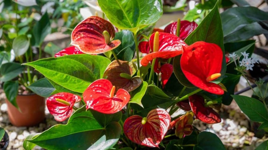 Merawat Anthurium