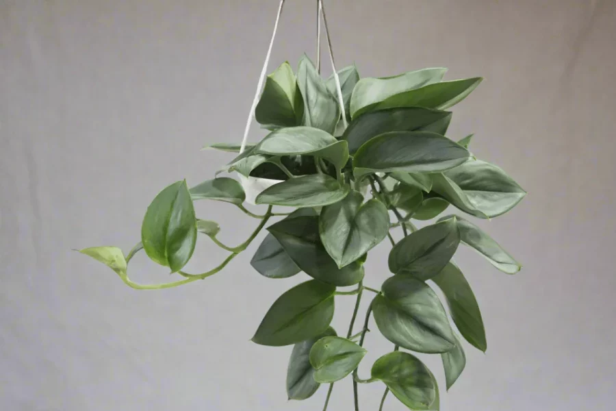 Scindapsus Treubii Moonlight