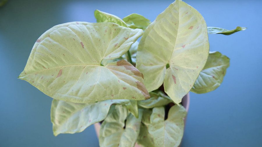 syngonium milk confetti