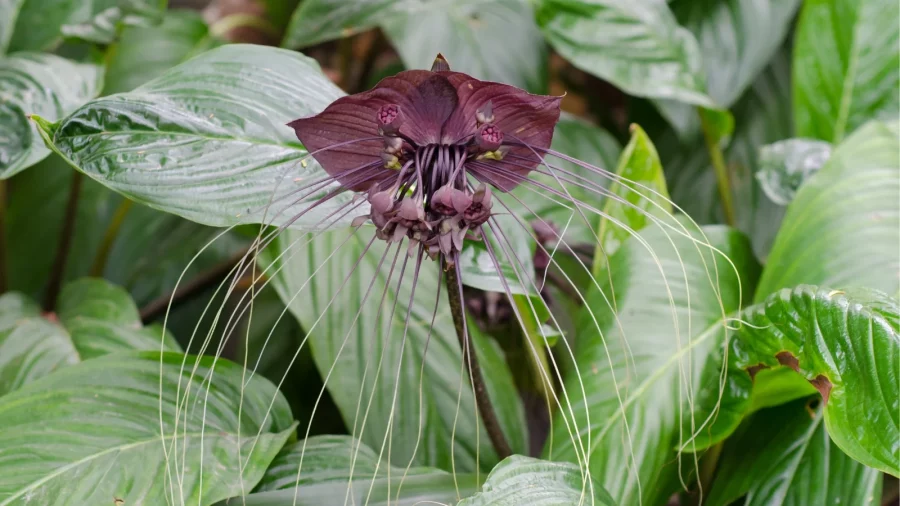 Bunga Bat Flower