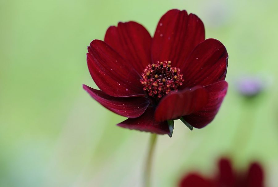 Bunga Chocolate Cosmos