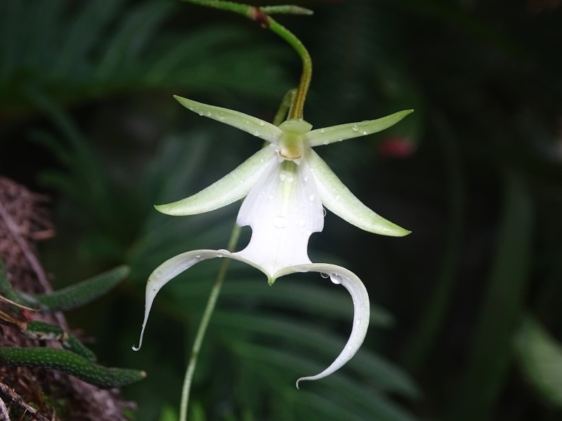 Bunga Ghost Orchid