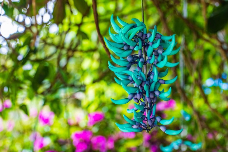 Bunga Jade Vine