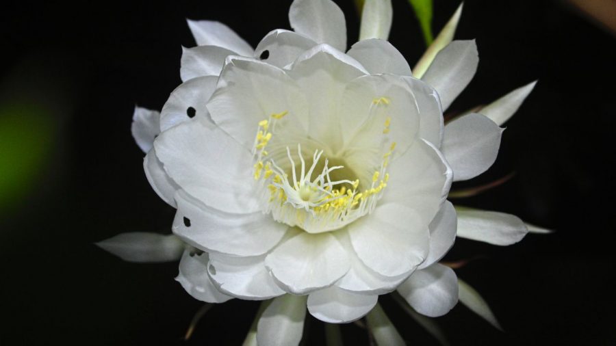 Bunga Kadupul