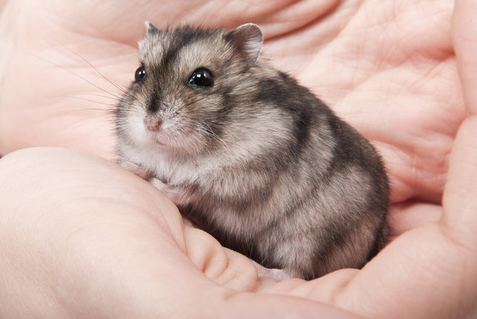 Perawatan Hamster