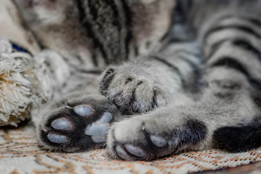 Bantalan Kaki Kucing