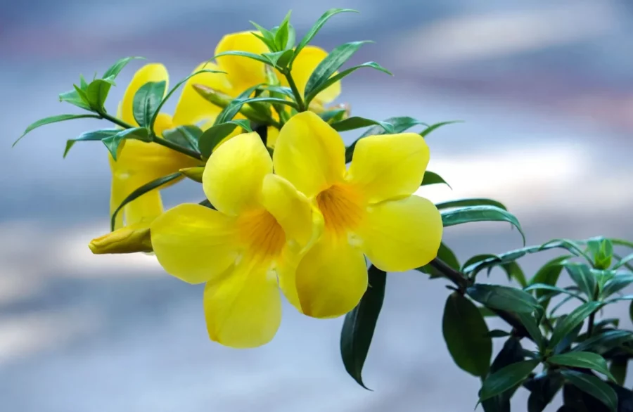 Bunga Alamanda