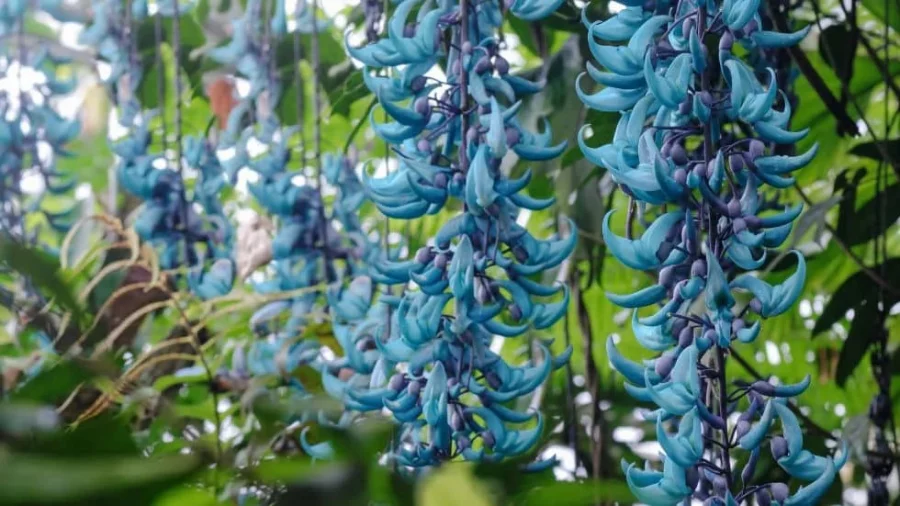 Bunga Jade Vine