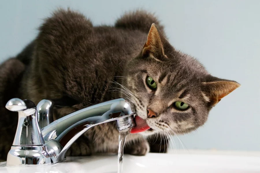 Kucing Minum Air