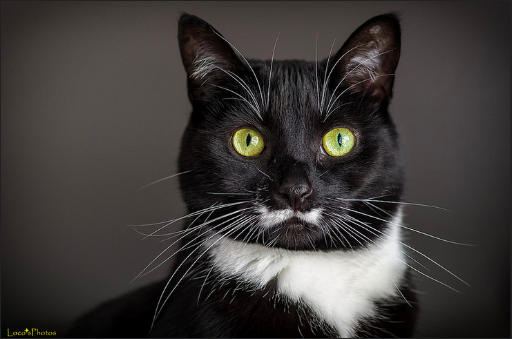 Kumis Kucing