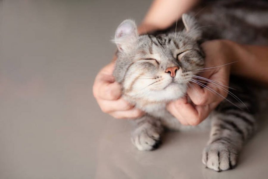 Membersihkan Dagu Kucing