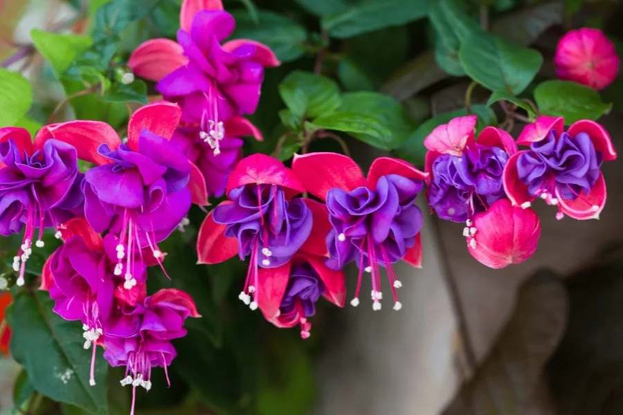 Bunga Fuchsia