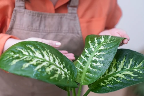 Dieffenbachia Tropic Snow